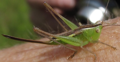 ava katydidd.jpg